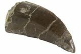 Serrated, Allosaurus Tooth Removable From Rock - Colorado #91372-2